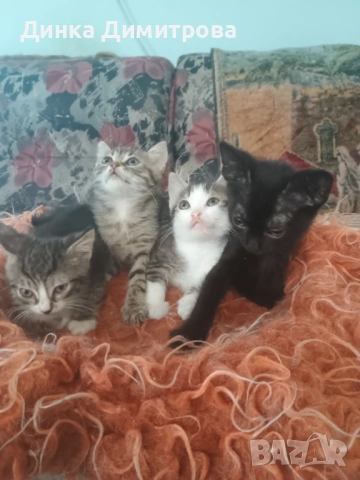 Ангорски котенца, снимка 5 - Ангорски - 54188103