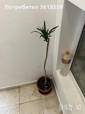 Подарявам цвете, снимка 3 - Стайни растения - 51452334