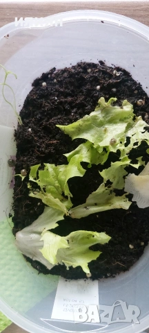 Охлюви Ахатина, снимка 2 - Други - 54003785