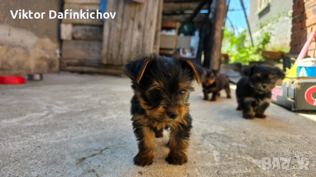 Мини йорки, снимка 4 - Йоркширски териер - 54316527
