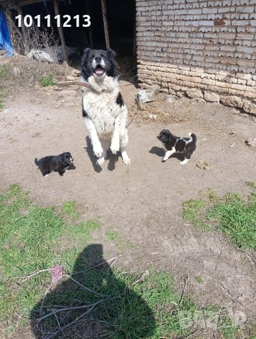 Малки Каракачанки