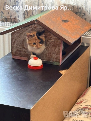 Котенце Мая.