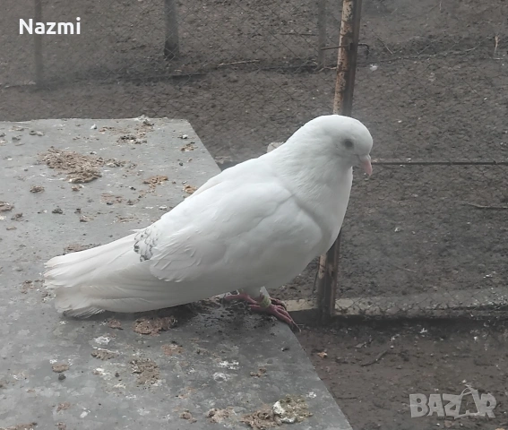 продавам гълъби , снимка 2 - Гълъби - 53939048