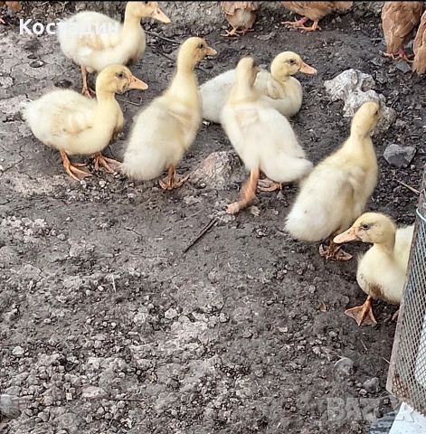 Пекински патета , снимка 2 - Патици и гъски - 53992075