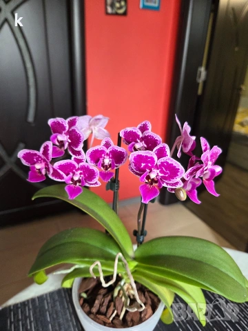 орхидея в самопаливна саксия, снимка 2 - Стайни растения - 54244600