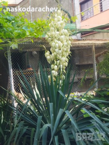 Студоустойчива Юка агаве, снимка 9 - Градински цветя и растения - 34959213