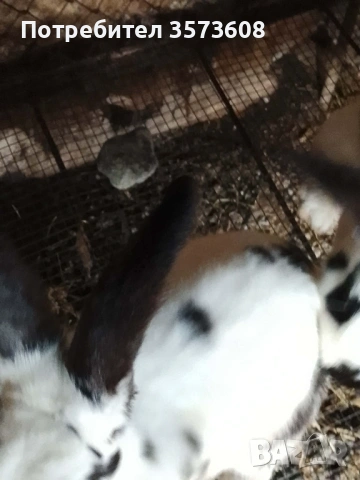 Угоени зайци, снимка 3 - Други животни - 53059459