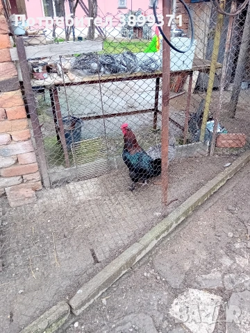 Петли маран , снимка 3 - Кокошки и пуйки - 53965782