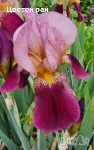 Ризоми на ириси микс цвят на късмет от показаните , снимка 14 - Градински цветя и растения - 51088604