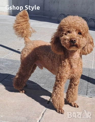 Той- пудел , снимка 4 - Пудели - 51841139