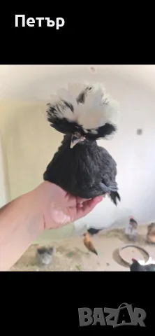 Холандски качулати кокошки и петли