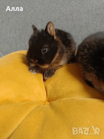 Декоративно зайче Холандско джудже, снимка 4 - Декоративни зайчета - 52528106