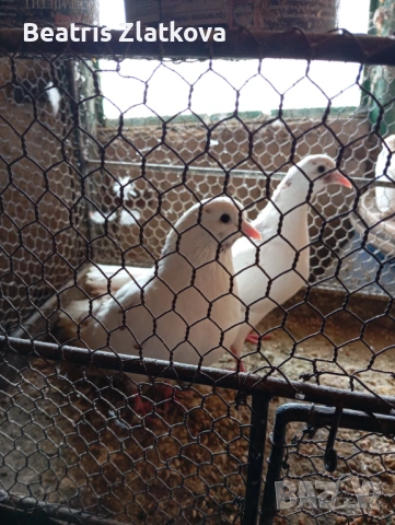 продавам гълъби, снимка 8 - Гълъби - 53924309