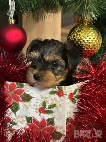 Мини йоркширски териер , снимка 5 - Йоркширски териер - 52687703