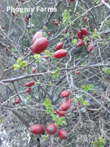 Шипков мармалад диетичен и шипки за чай ,Боров прашец, снимка 3 - Домашни продукти - 49841595