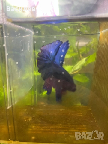 Мъжка рибка бета, снимка 2 - Рибки - 52664415