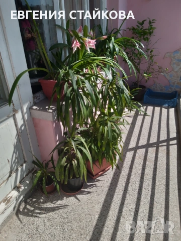 🌺 Цъфтящи амарилиси (хипеаструми) – готови да разкрасят дома ти! 🌺 Безплатна доставка над 6 бр., снимка 9 - Стайни растения - 36481425