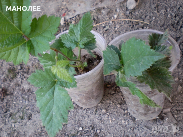 🍇🍒🍇Къпини без бодли🍓🍎🍏🍋🍒🍇, снимка 2 - Градински цветя и растения - 53024769