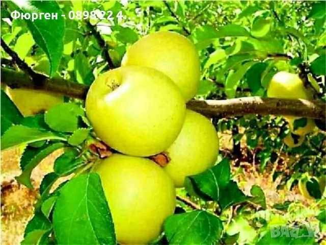  Плодни дръвчета, снимка 5 - Разсади - 52508208