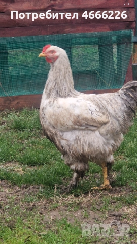 Едро петле София, снимка 2 - Кокошки и пуйки - 52642388