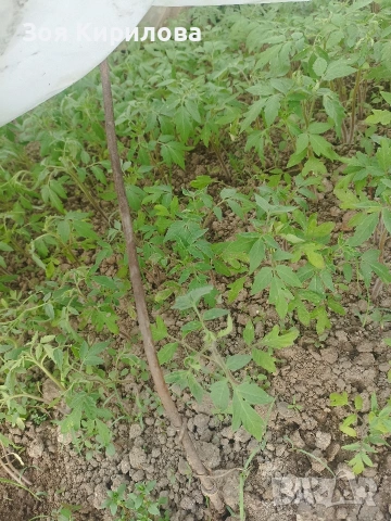 Разсад на домати от Елинпелинският край 