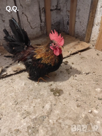 Шабо, снимка 3 - други­ - 54004043