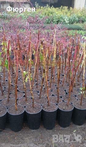  черна малина  - Налични 4 сорта , снимка 4 - Разсади - 35202599