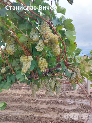 Грозде - винени сортове, снимка 5 - Домашни продукти - 55779965