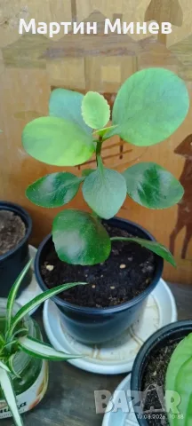 Филодендрон (Philodendron) / Сингониум (Syngonium), снимка 16 - Стайни растения - 47059632