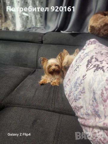 Мини Йорки за разплод, снимка 4 - Йоркширски териер - 49604839