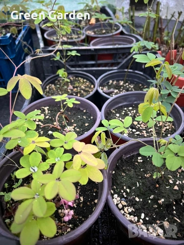 Шоколадова лоза Акебиа, снимка 3 - Градински цветя и растения - 54300494