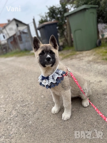 Американска акита 