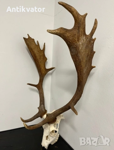 Трофей от лопатар, снимка 2 - Други - 54240966