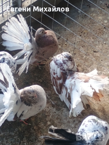 Фенерлии , снимка 14 - Гълъби - 52369192