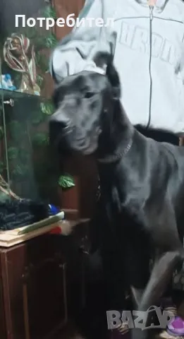 Немски дог, снимка 15 - Немски дог - 46530528