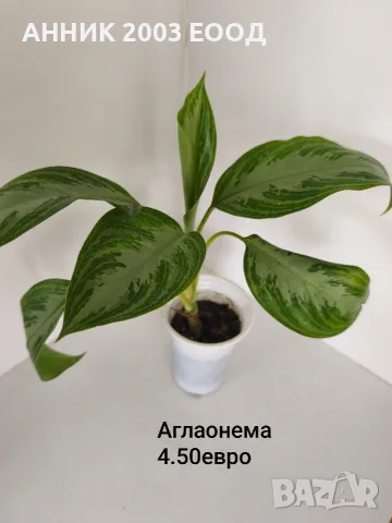 Стайни цветя-монстера,сингониум и др., снимка 4 - Стайни растения - 56204939