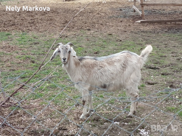 Скопен пърч и кози, снимка 3 - Кози - 54043599