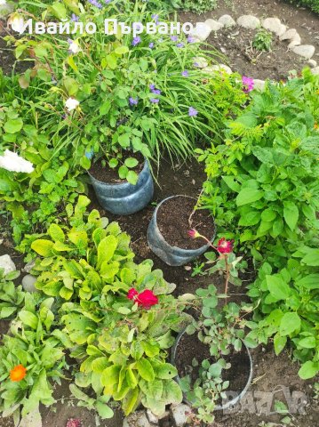 Рози!, снимка 5 - Градински цветя и растения - 36941095