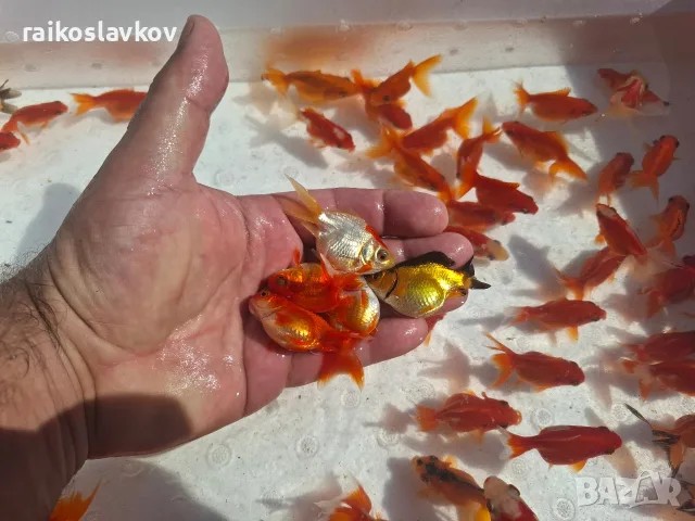 Златни рибки 1,30 евро.