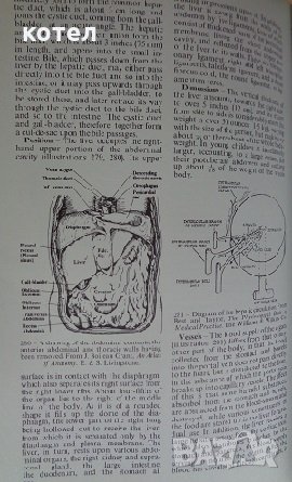 Black's medical dictionary, снимка 5 - Специализирана литература - 29883762