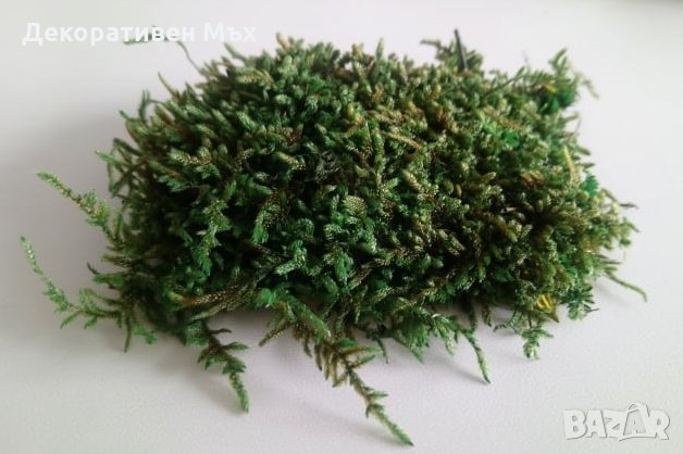 Промоция - декоративен плосък стабилизиран скандинавски естествен мъх., снимка 2 - Декорация за дома - 35451895
