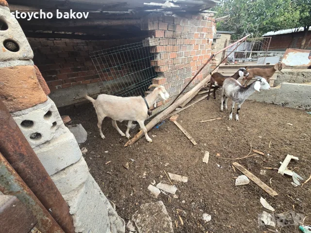 Продавам крави и кози, снимка 5 - Крави - 56183358