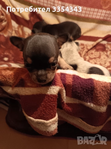 Чихо пинчери родени са 23.11.25, снимка 7 - Чихуахуа - 52791732