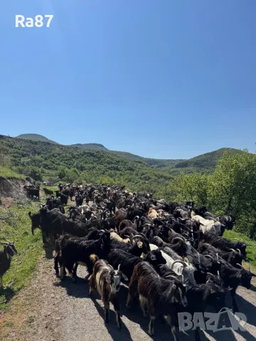 Продавам стадо кози