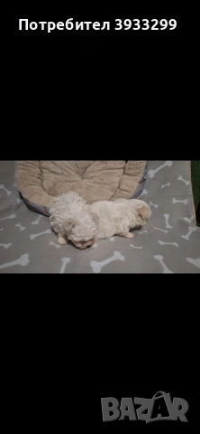 Малтийска болонка мини , снимка 6 - Болонка - 53921434