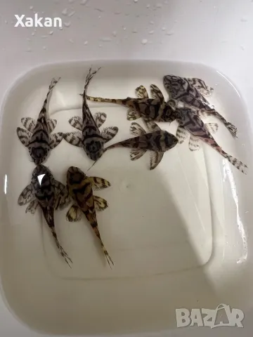 L 236 SW и SY 6.5-7см, снимка 5 - Рибки - 50275511