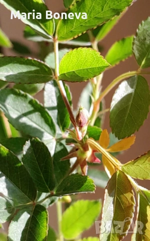 Роза Лейди Банкс -Уникална катереща се роза без бодли 1.30до 1.80см, снимка 8 - Градински цветя и растения - 54010171