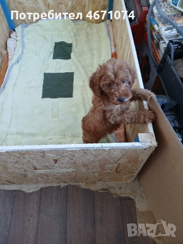 Пуделчета , снимка 2 - Пудели - 52680135