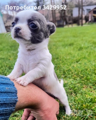 момиченце чихуахуа , снимка 12 - Чихуахуа - 54006487