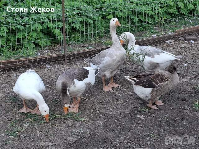 продавам гъски..